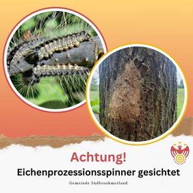 Eichenprozessionsspinner gesichtet